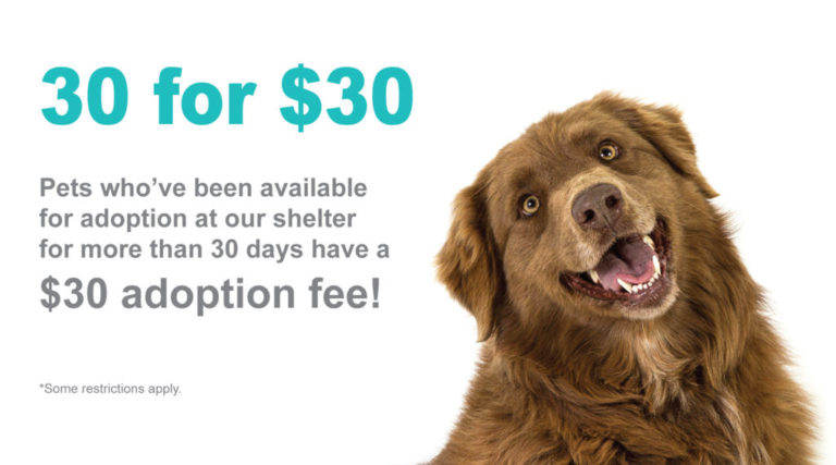 Adoption Specials - Yavapai Humane Society