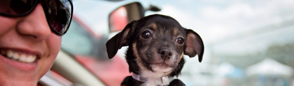 Adoptable Dogs | Yavapai Humane Society